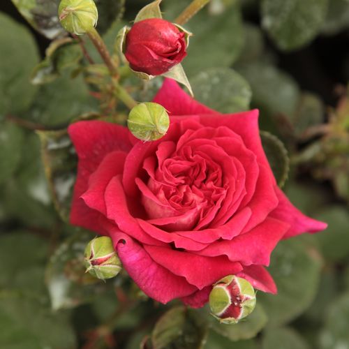 Rosa  L'Ami des Jardins™ - czerwony  - Róże pienne - z kwiatami hybrydowo herbacianymi - korona równomiernie ukształtowana
